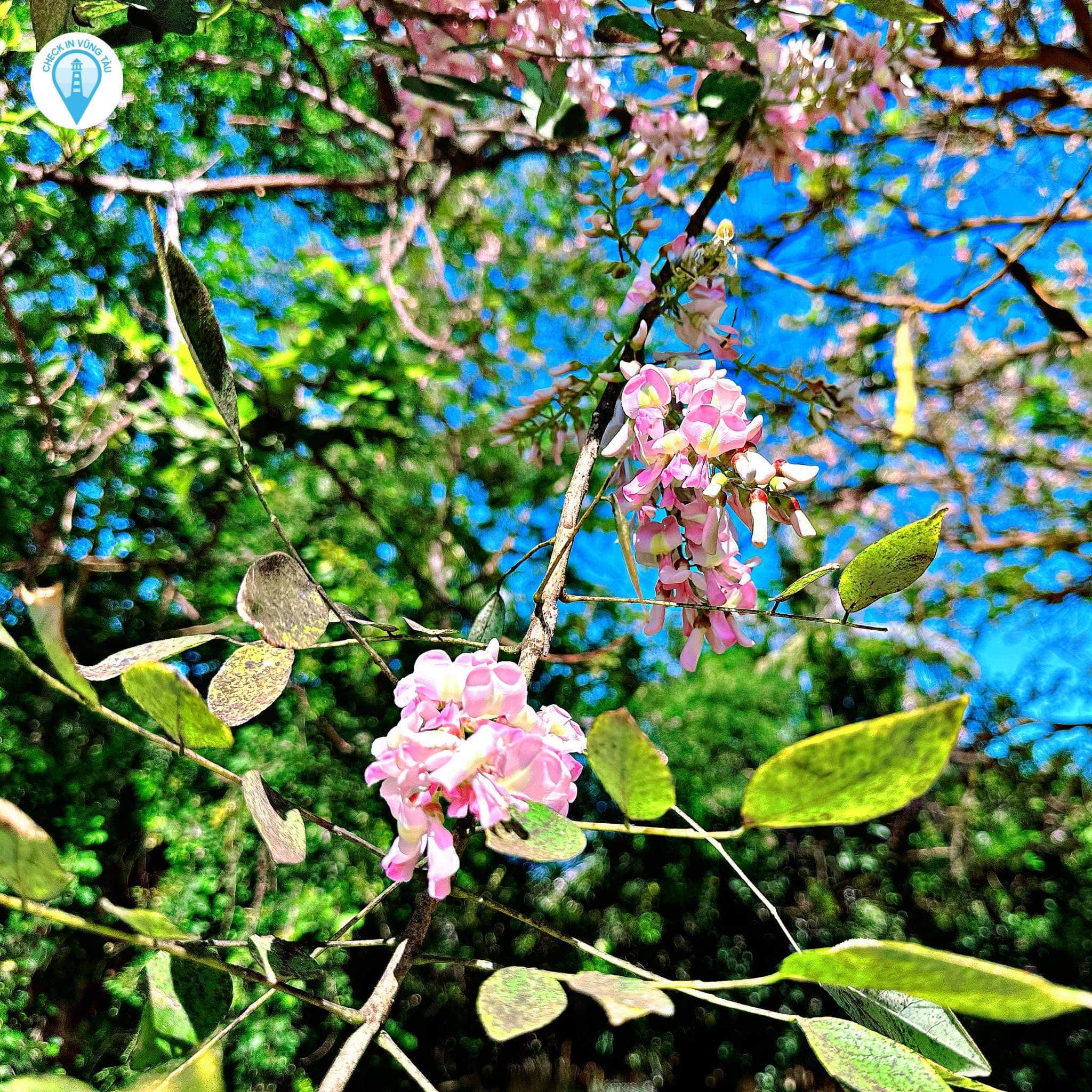Hoa đỗ mai tại Bà Rịa - Vũng Tàu