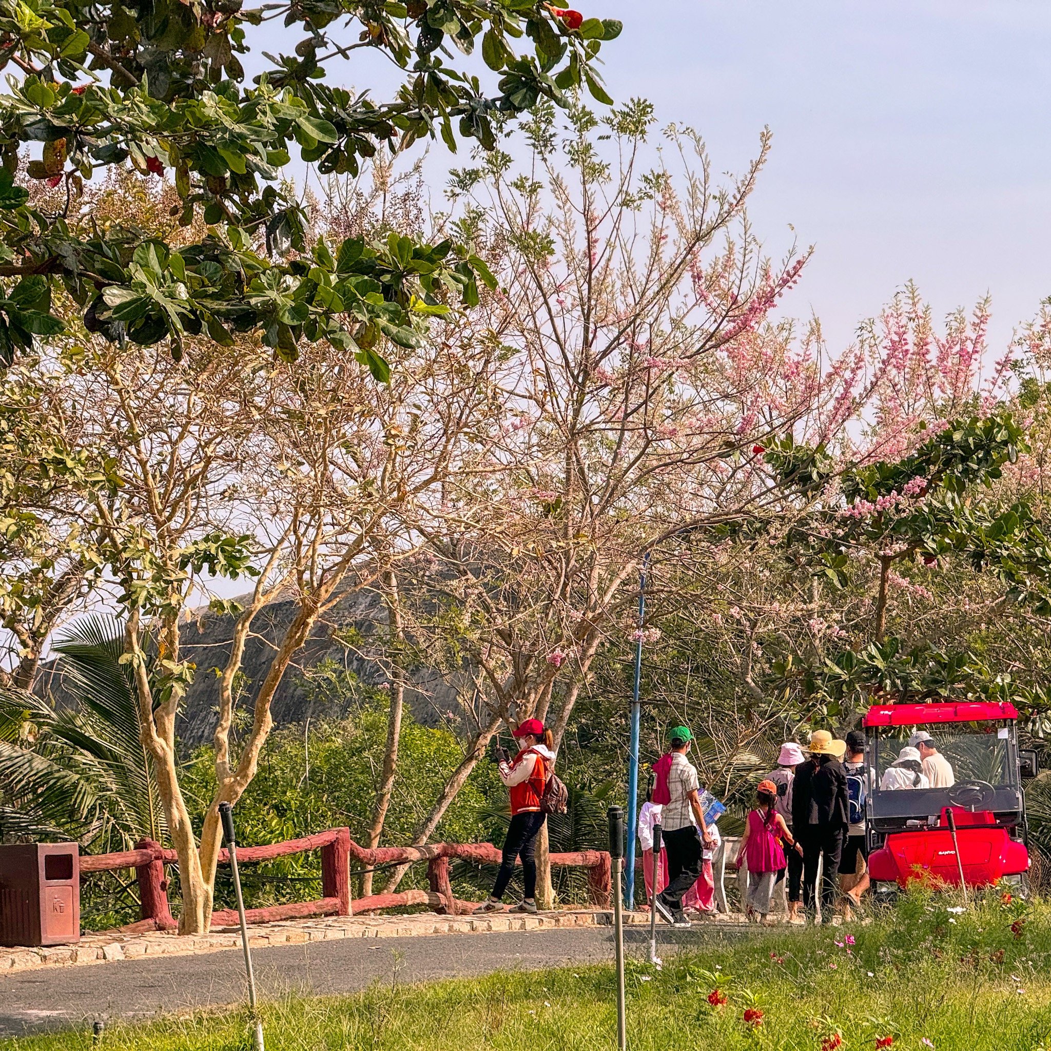 VẺ ĐẸP DỊU DÀNG CỦA THIÊN NHIÊN - MÙA ĐIỆP ANH ĐÀO TRÊN ĐỈNH HỒ MÂY