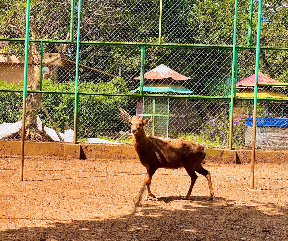 HÒA MÌNH VÀO THIÊN NHIÊN GIỮA NÔNG TRẠI GREEN FIELD FARMSTAY BÌNH YÊN XINH ĐẸP