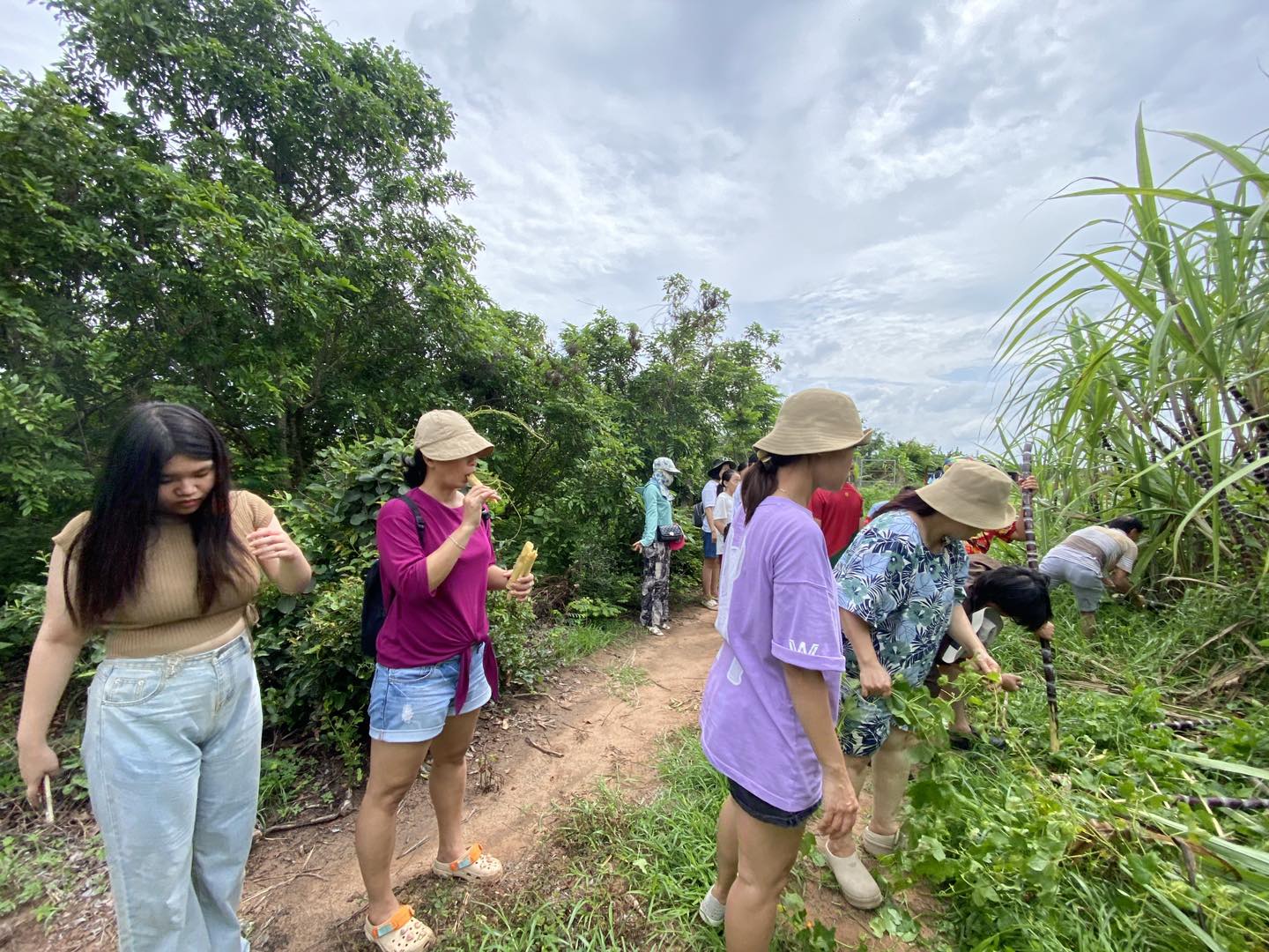 Không đâu khác chính là những ruộng mía xanh rì trải dài đến vô tận ở tại Bumking Resort, Huyện Xuyên Mộc, Tỉnh Bà Rịa Vũng Tàu.