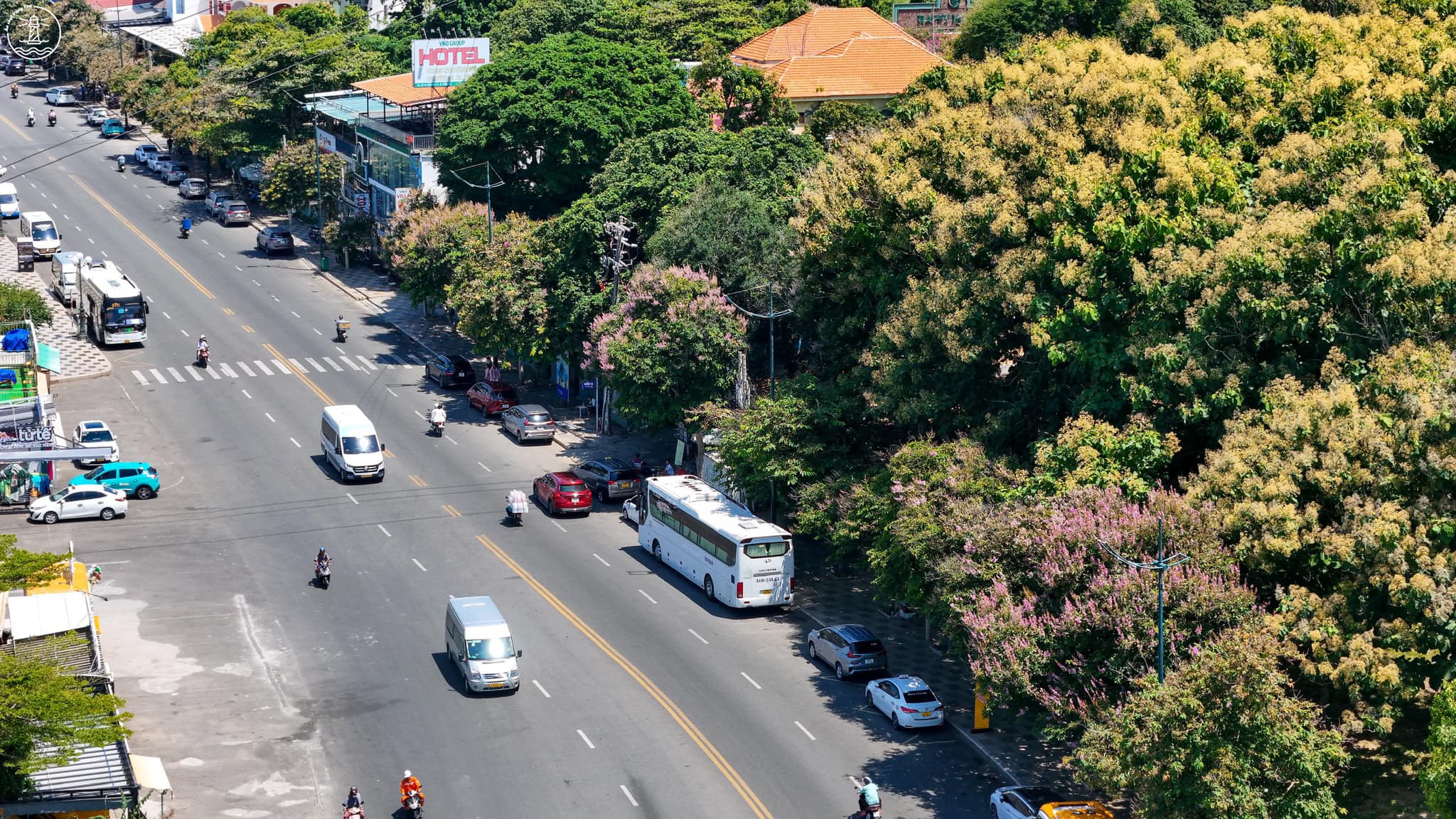 mùa hoa bằng lăng tím Vũng Tàu