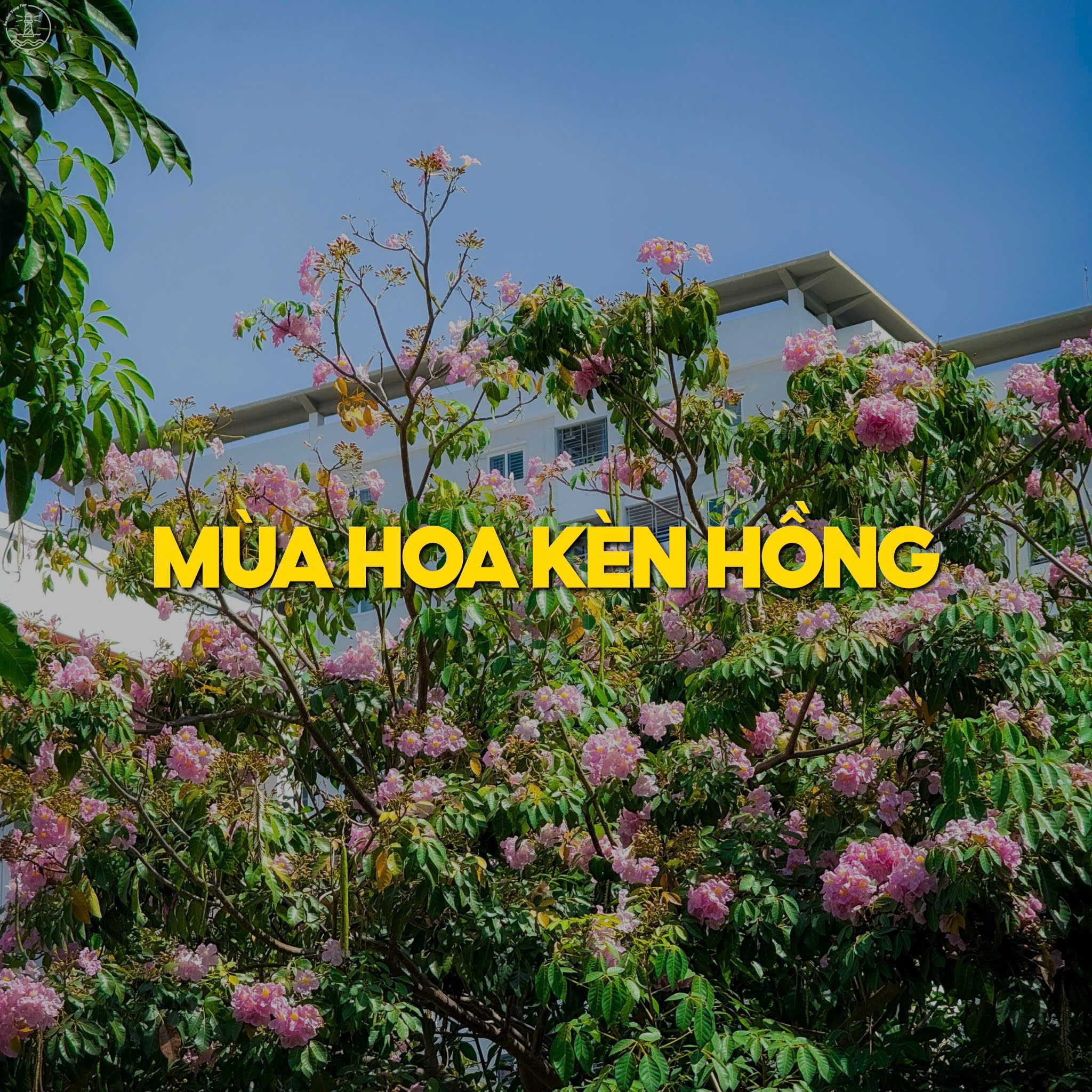 hoa kèn hồng Vũng Tàu