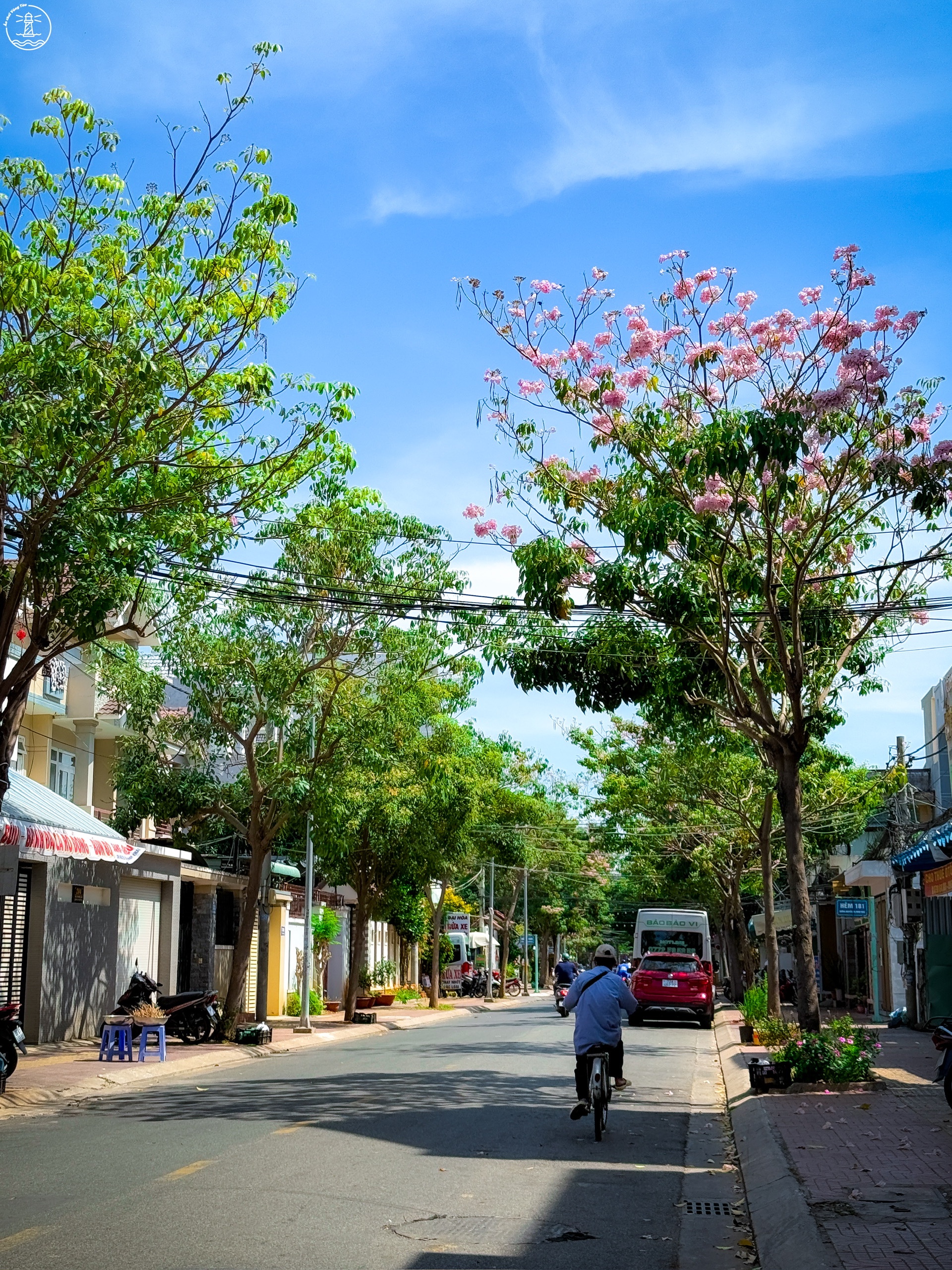 hoa kèn hồng Vũng Tàu