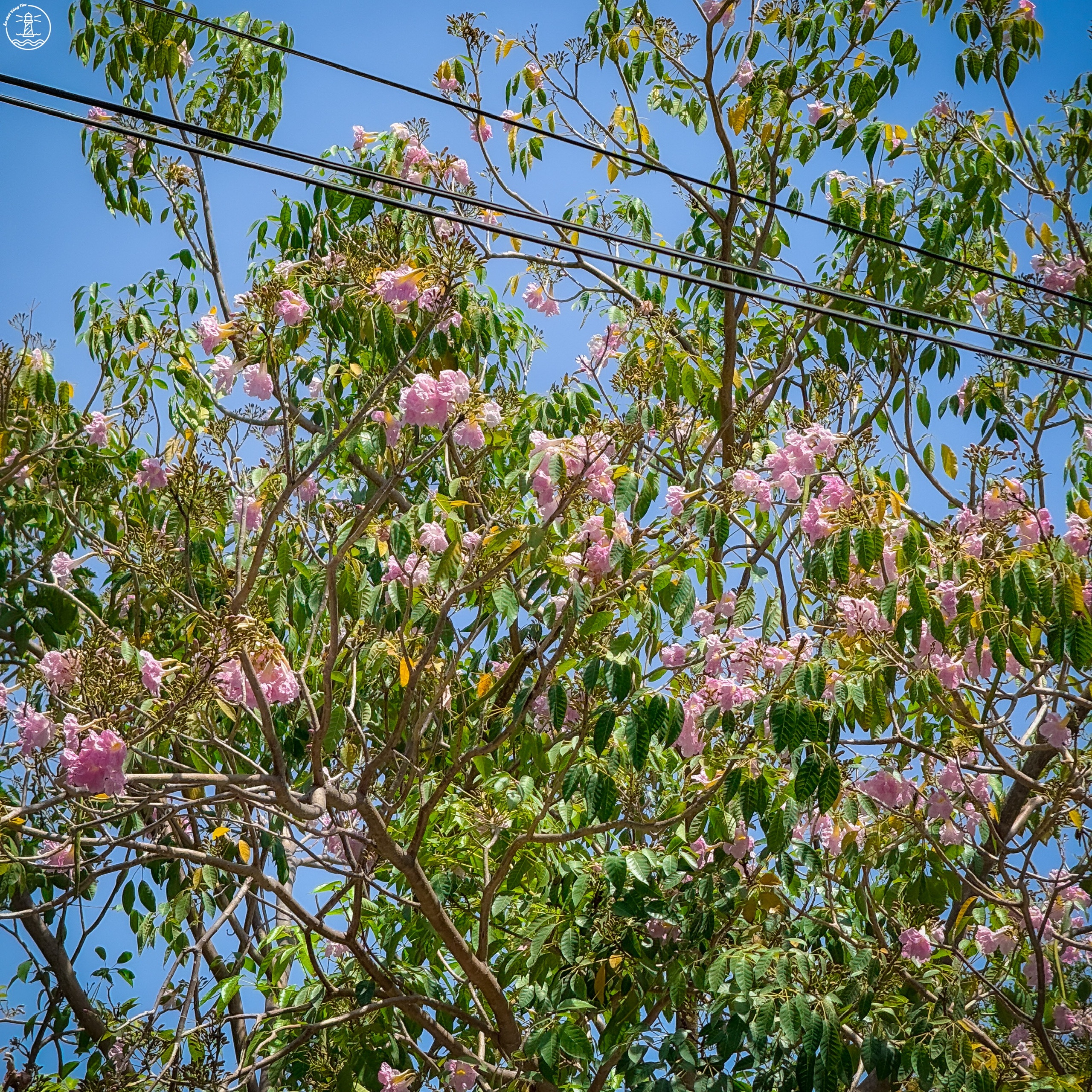 hoa kèn hồng Vũng Tàu