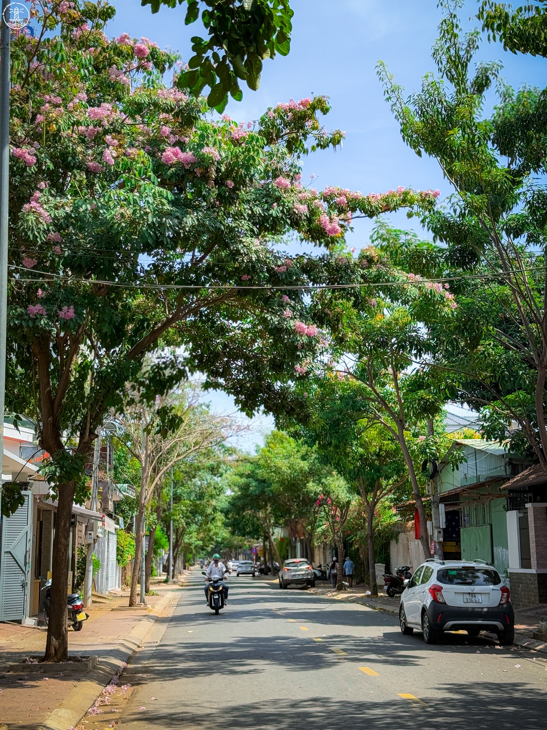 hoa kèn hồng Vũng Tàu