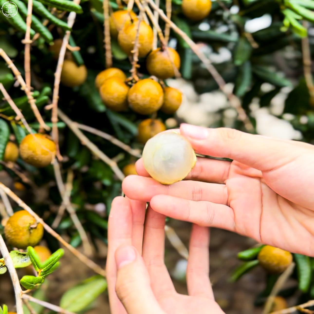 Du lịch Phước Hải tiết kiệm