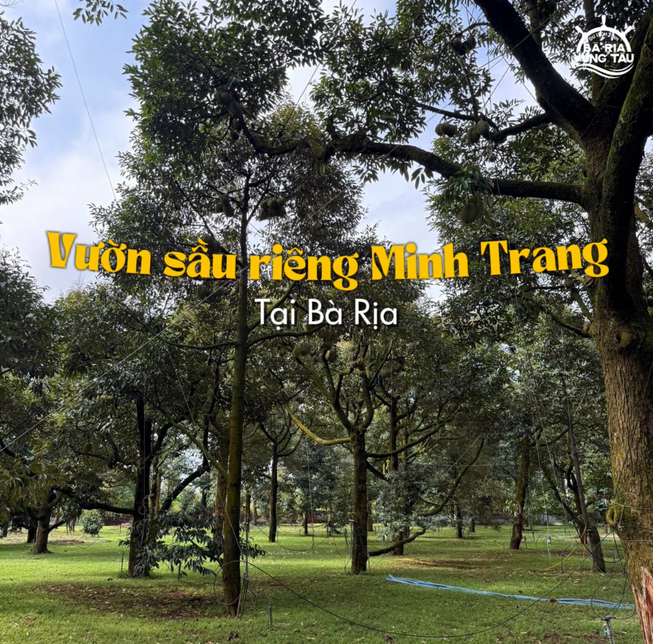Vườn sầu riêng Minh Trang