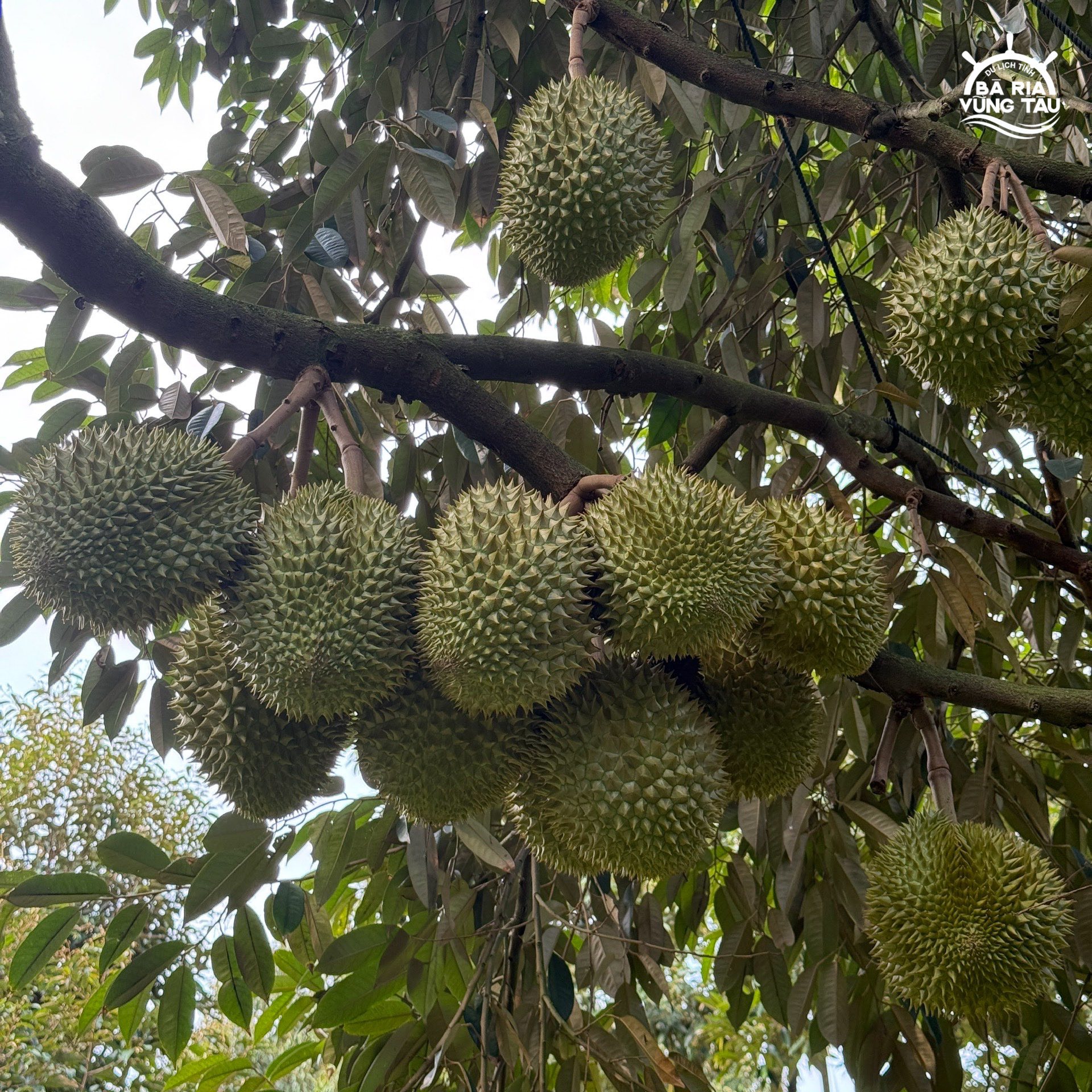 Vườn sầu riêng Minh Trang