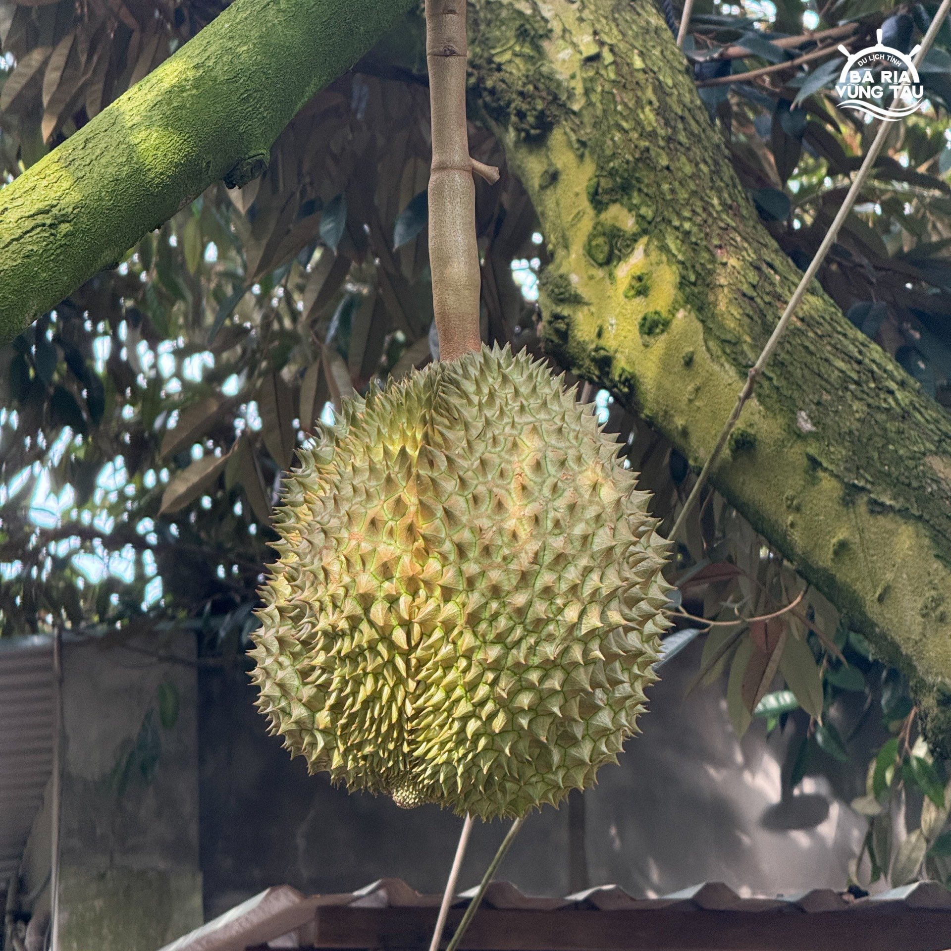 Vườn sầu riêng Minh Trang