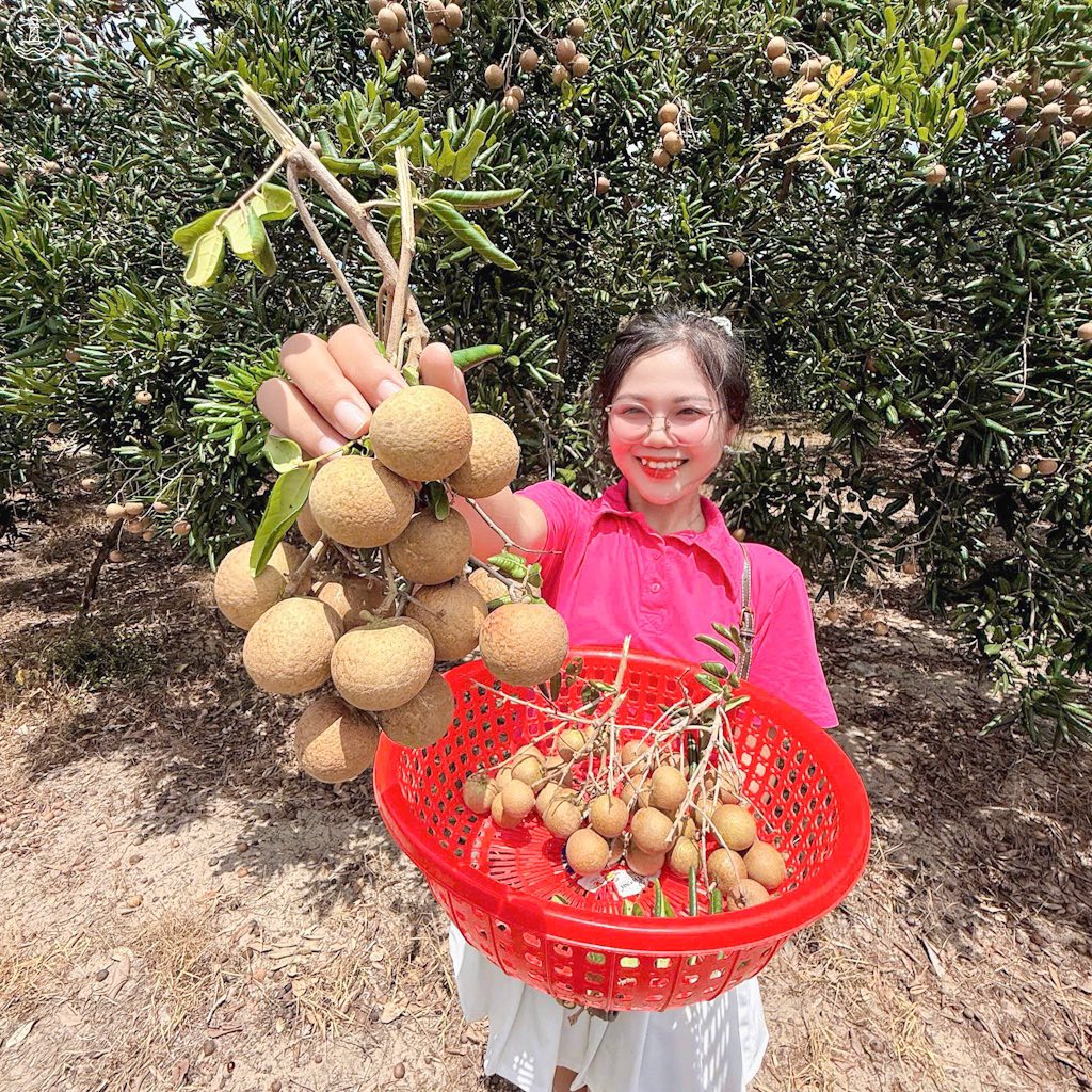 vườn nhãn Bác Phán
