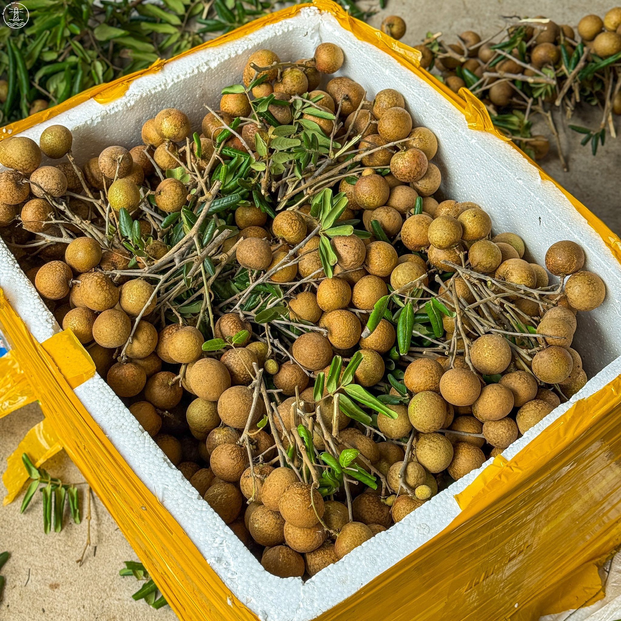 vườn nhãn Bác Phán