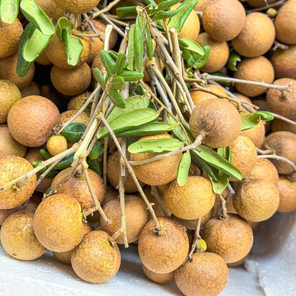 vườn nhãn Bác Phán