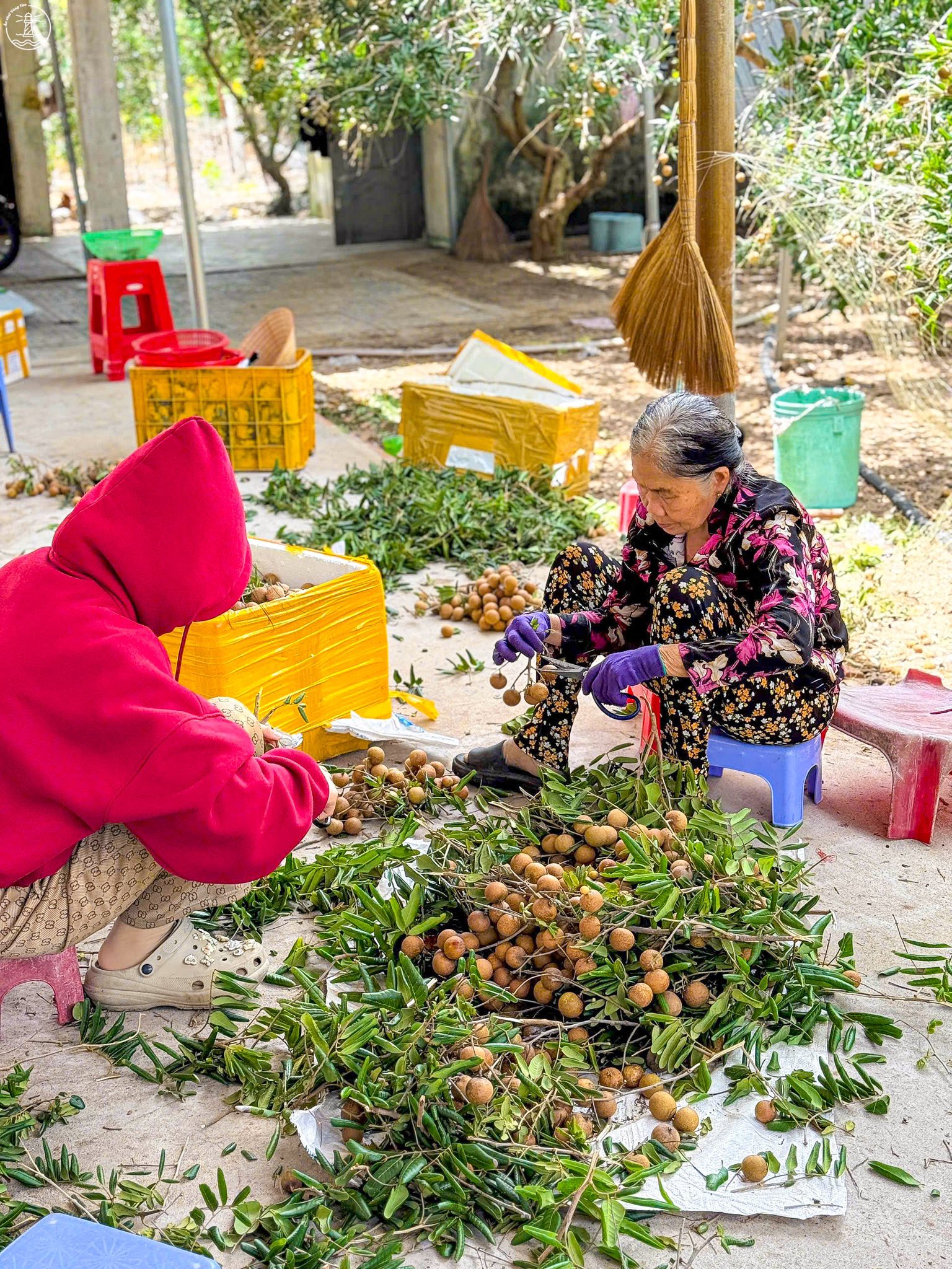 vườn nhãn Bác Phán
