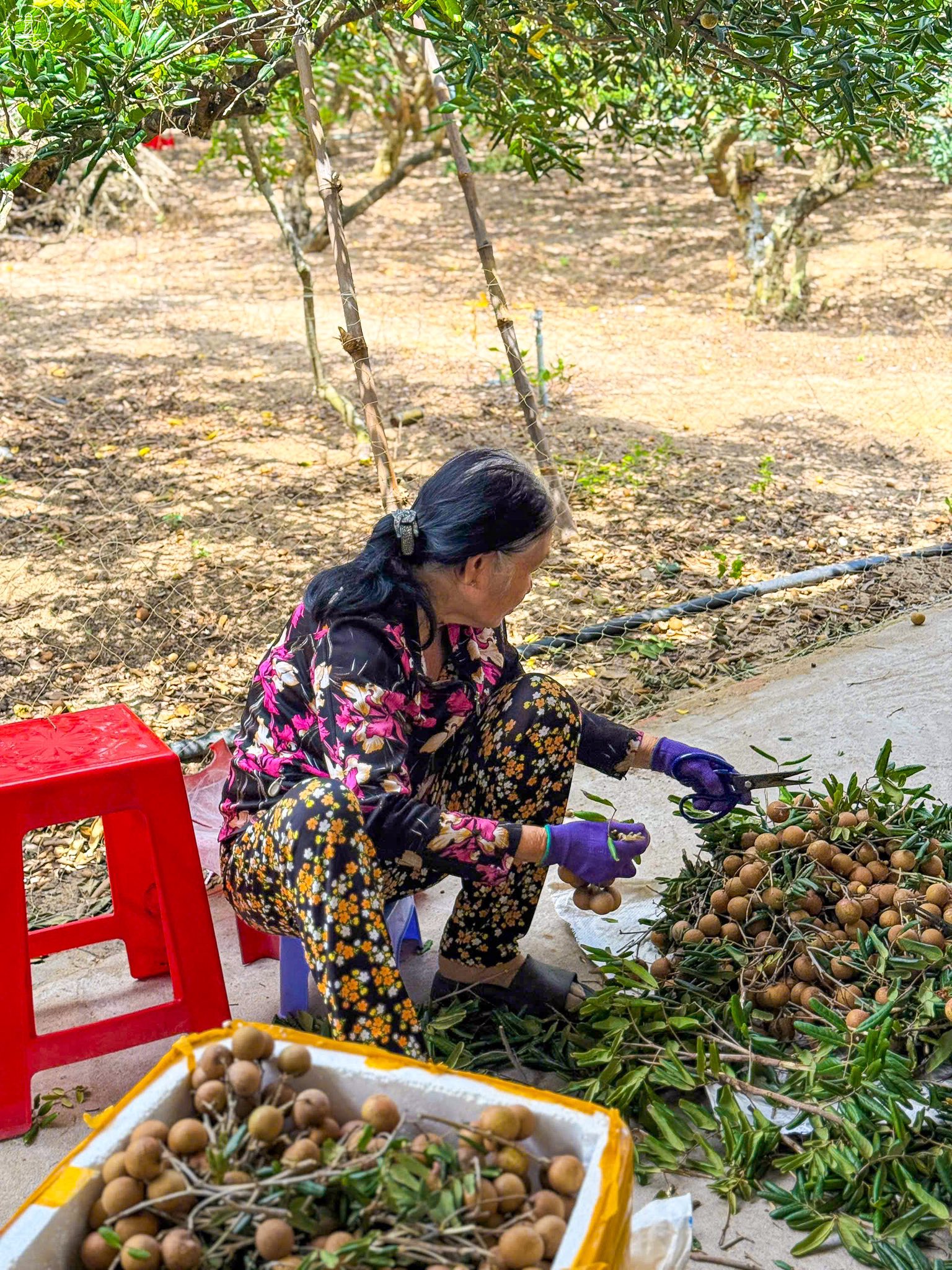 vườn nhãn Bác Phán