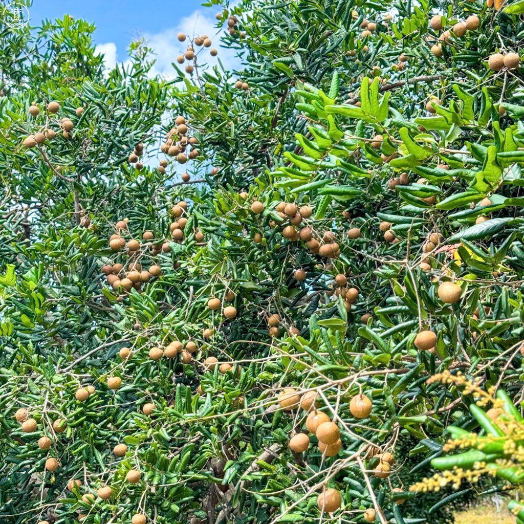 vườn nhãn Bác Phán