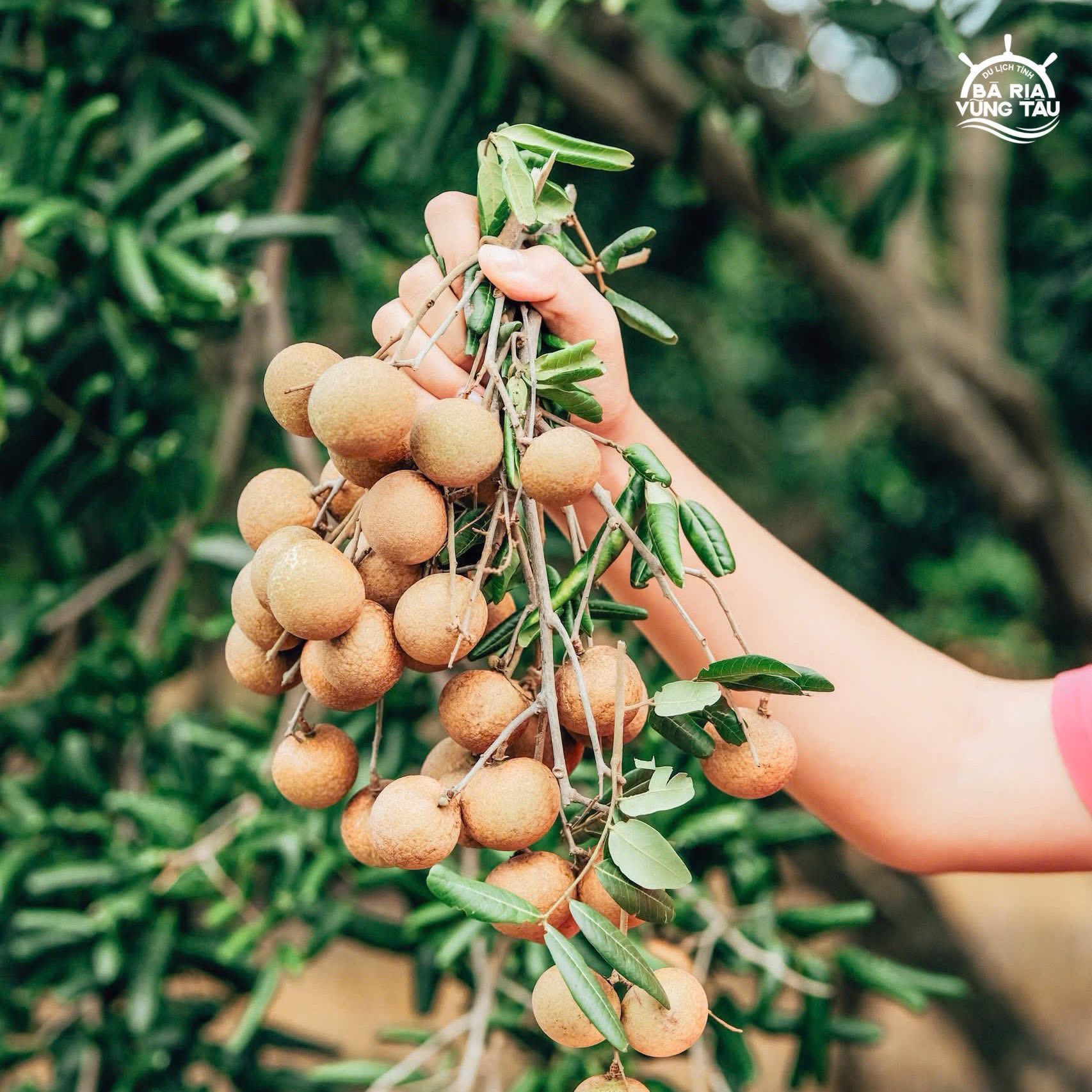 vườn nhãn Bác Phán