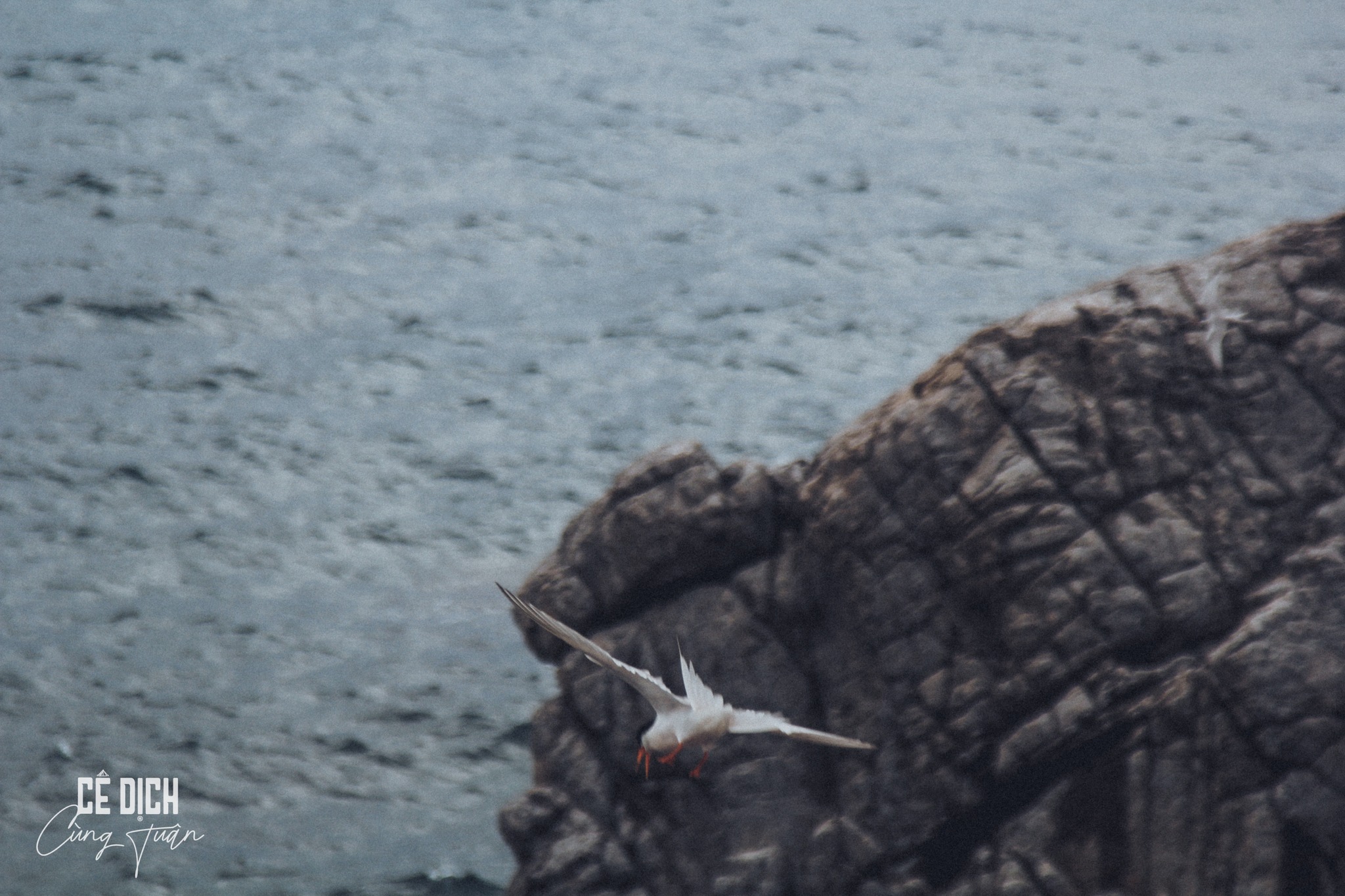 du lịch Hòn Tre Côn Đảo