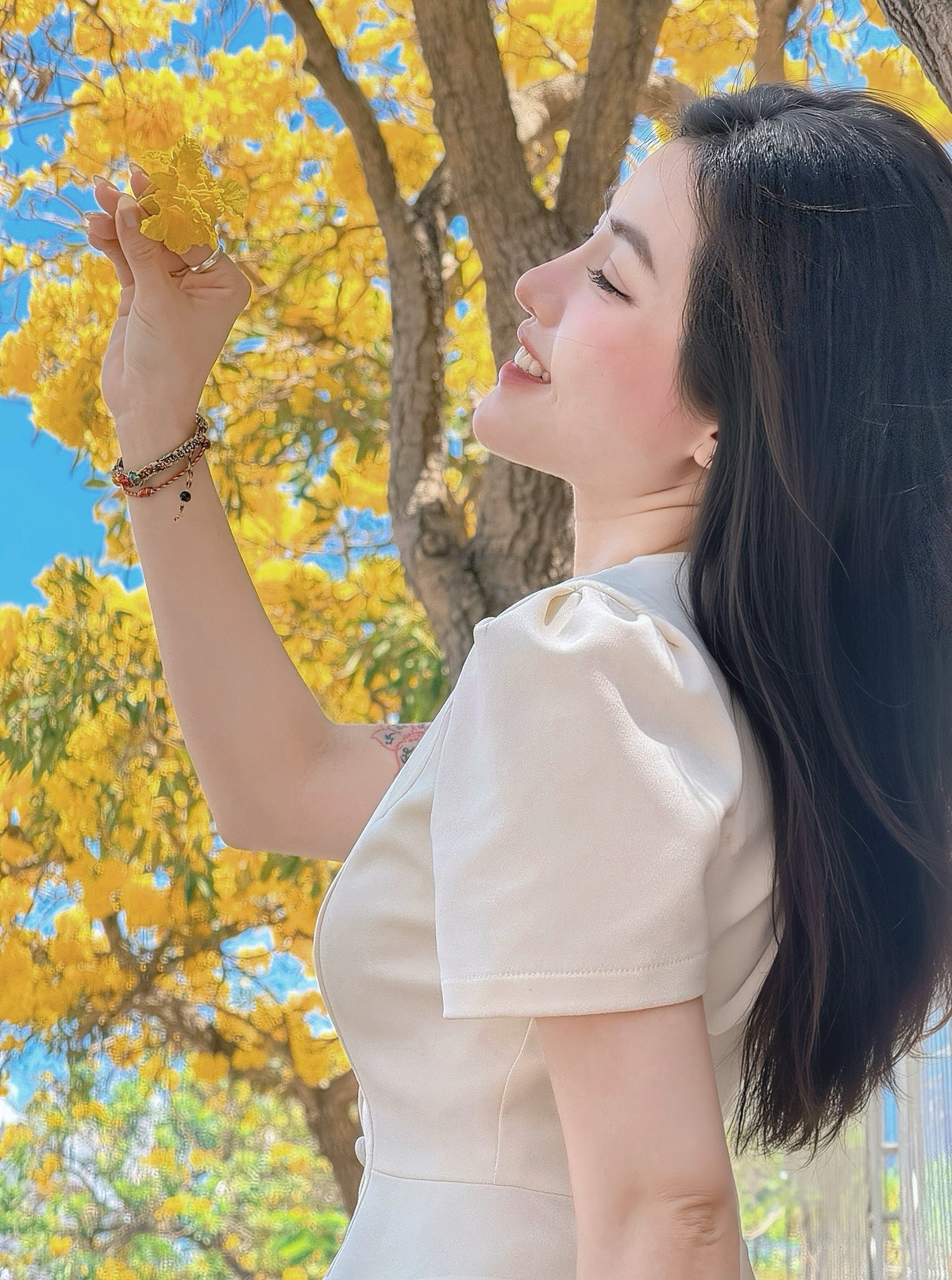 mùa kèn vàng Vũng Tàu