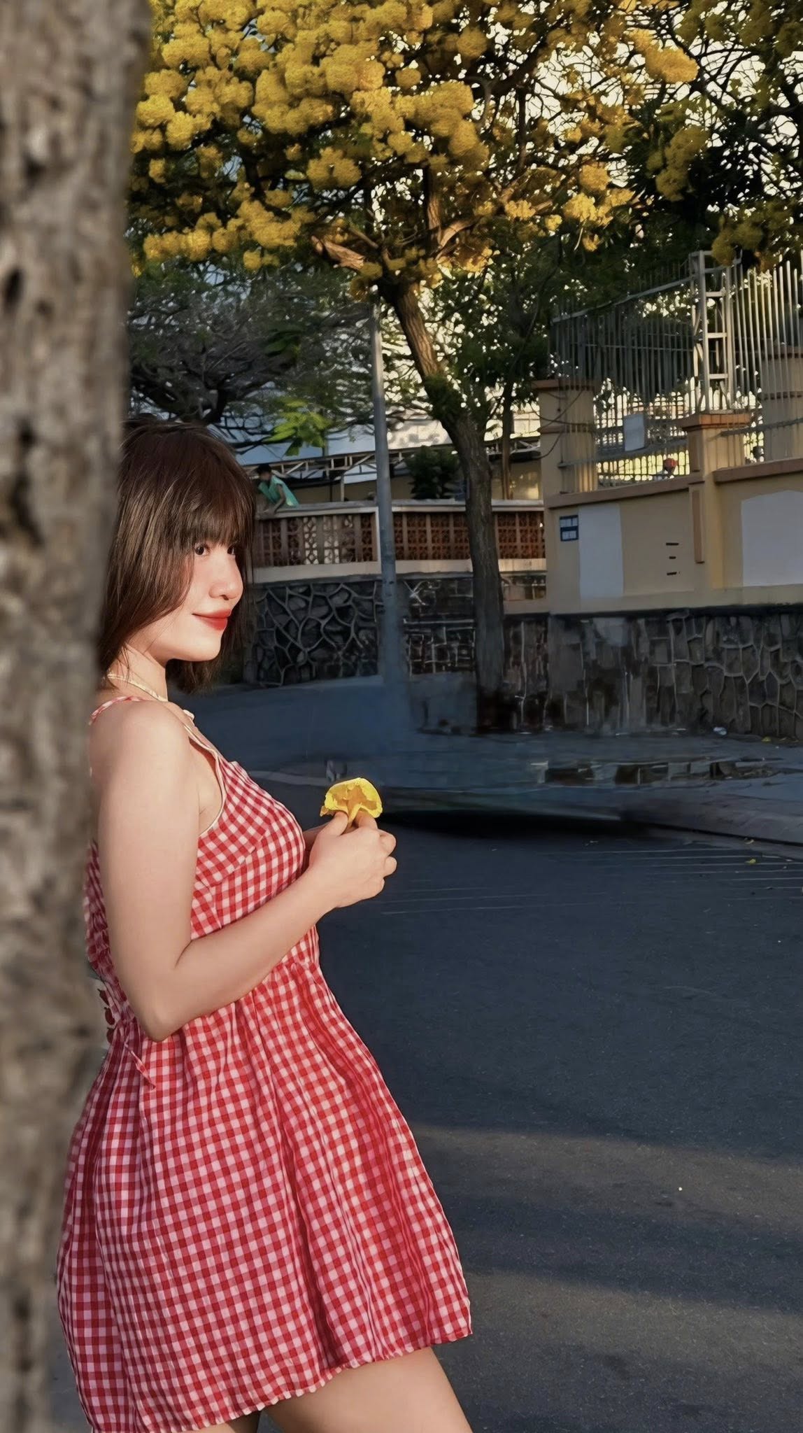 mùa kèn vàng Vũng Tàu