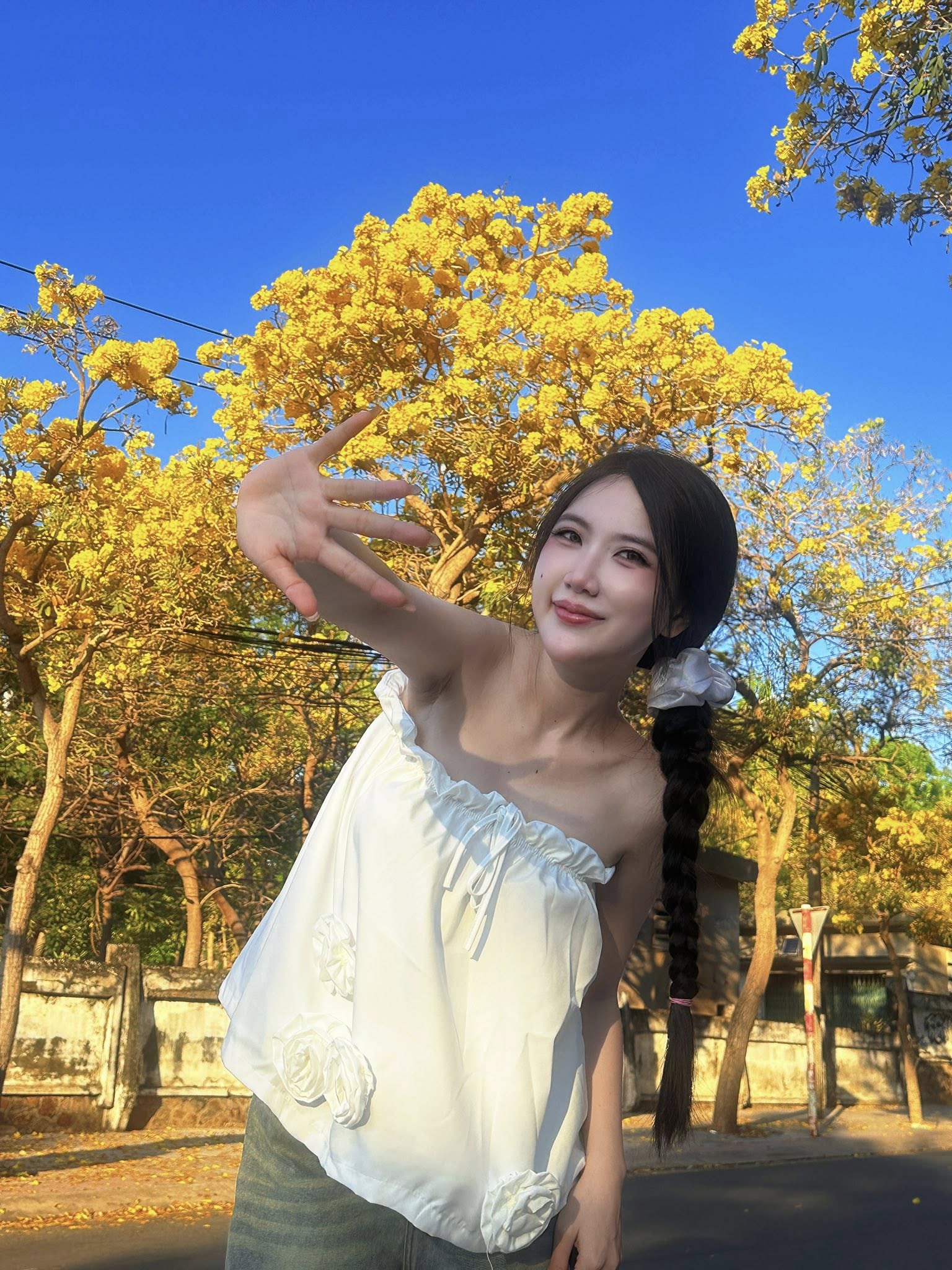 mùa kèn vàng Vũng Tàu