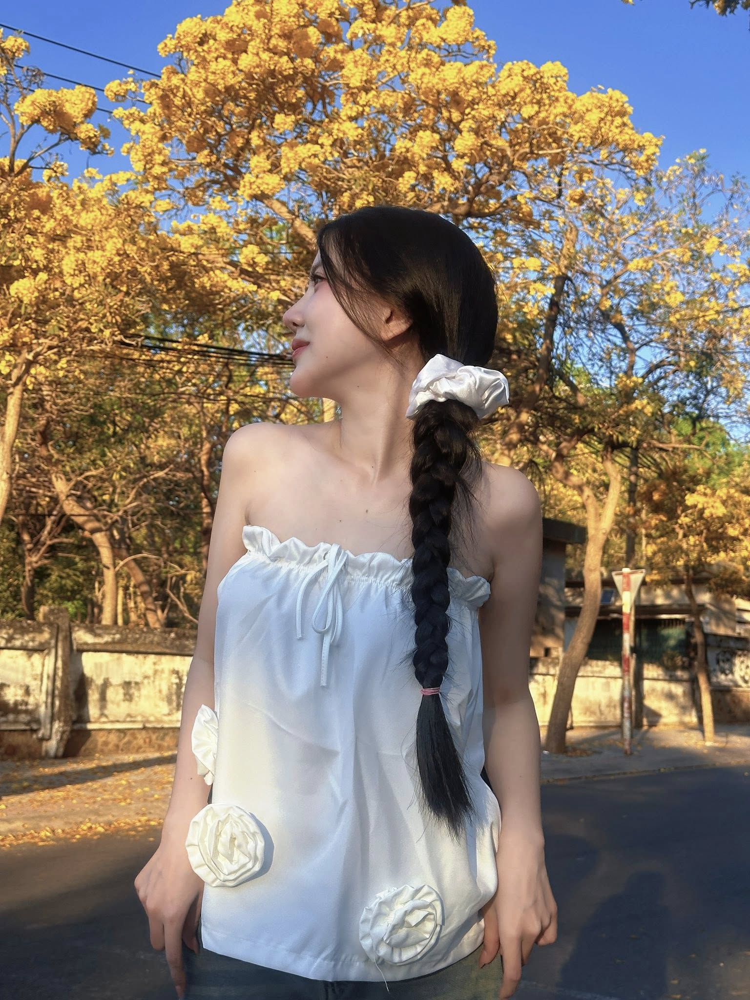 mùa kèn vàng Vũng Tàu