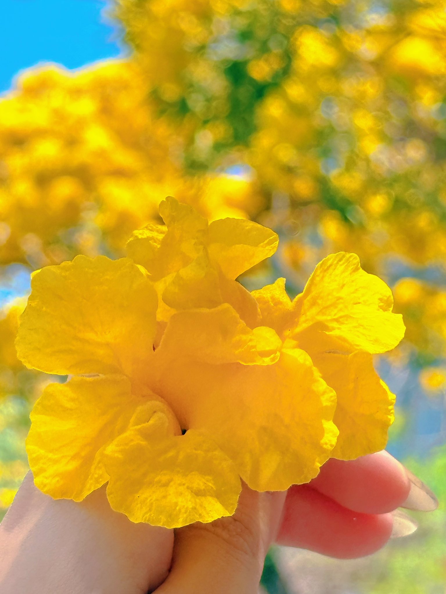 mùa kèn vàng Vũng Tàu