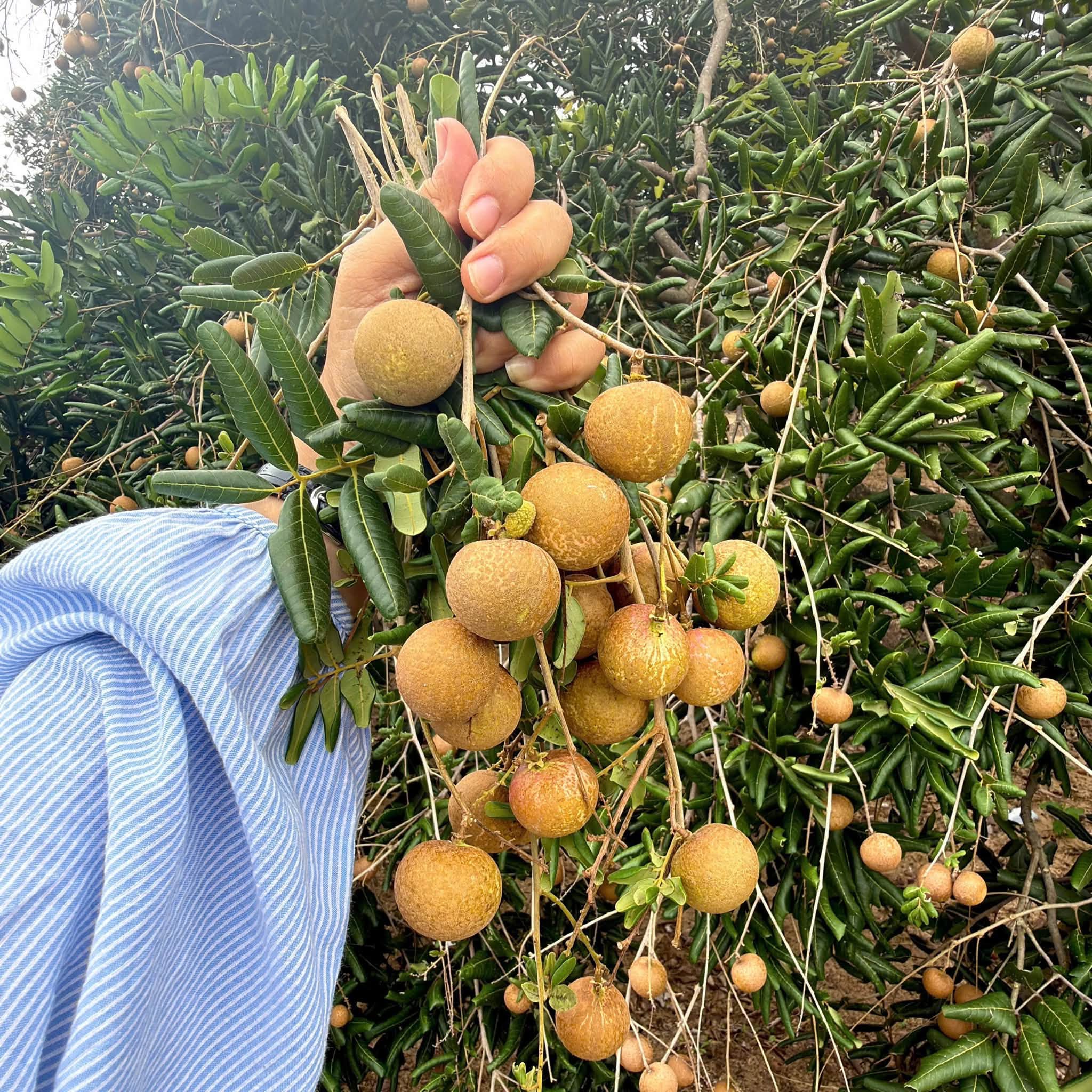 vườn nhãn Bác Thẩm tại Lộc An