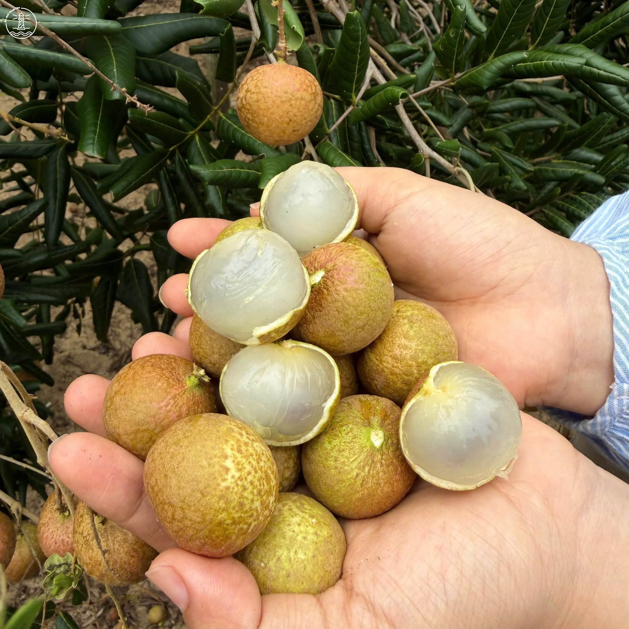 vườn nhãn Bác Thẩm tại Lộc An