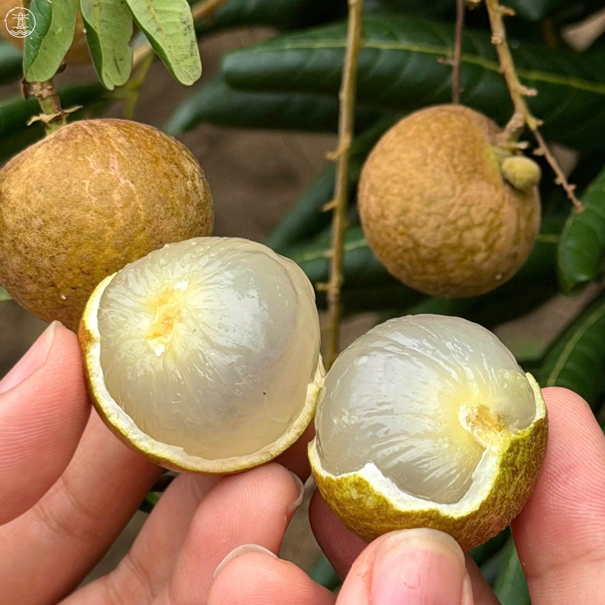 vườn nhãn Bác Thẩm tại Lộc An