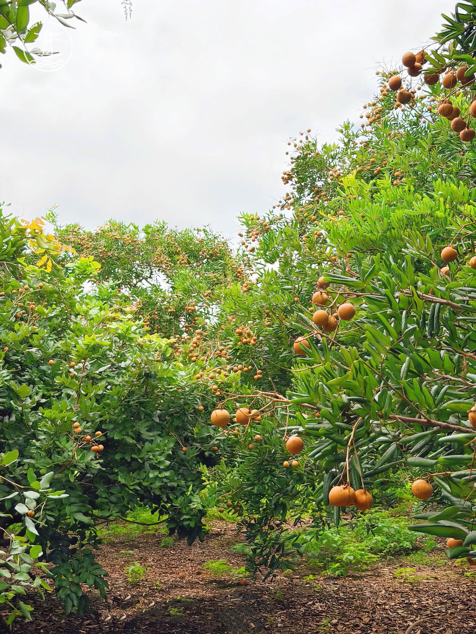 Vườn Nhãn Bảy Thép