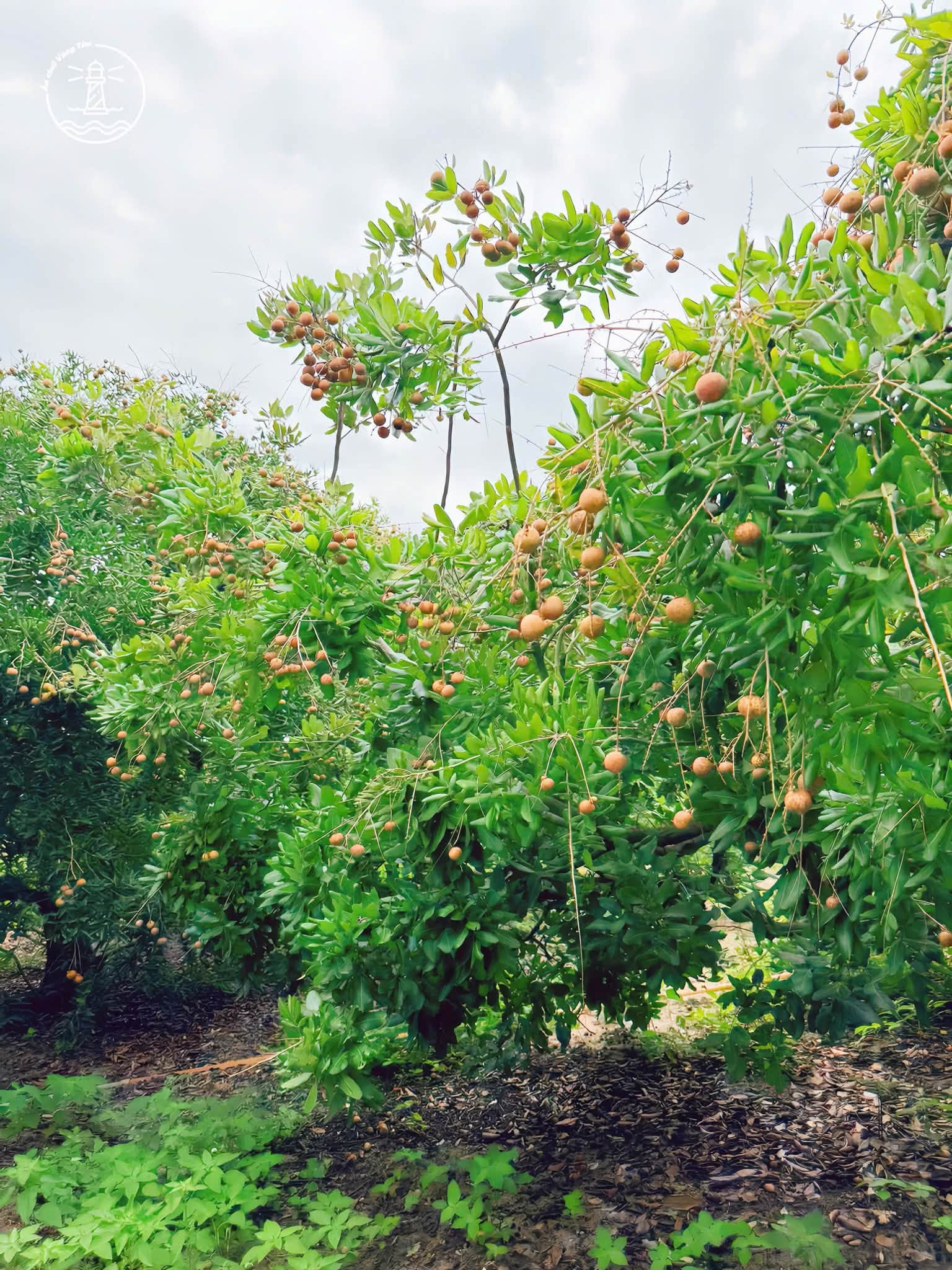 Vườn Nhãn Bảy Thép