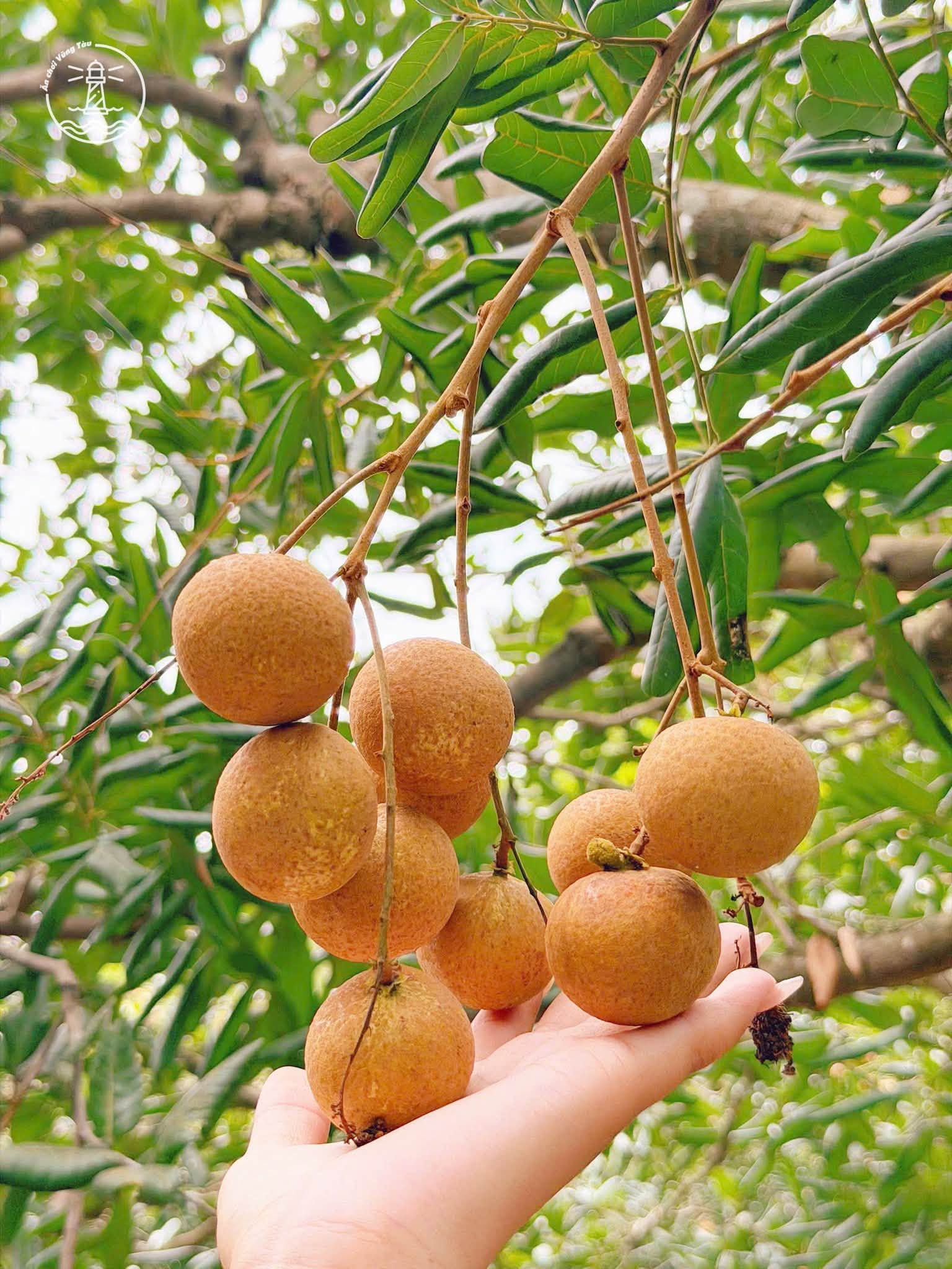 Vườn Nhãn Bảy Thép