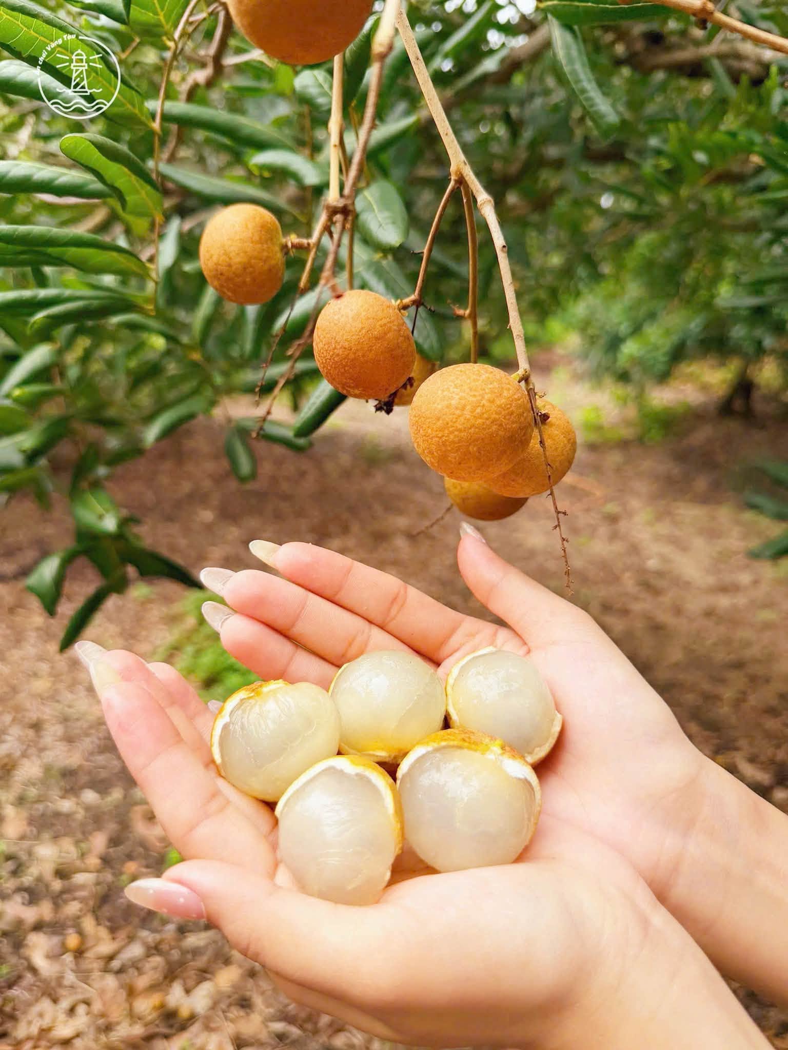 Vườn Nhãn Bảy Thép