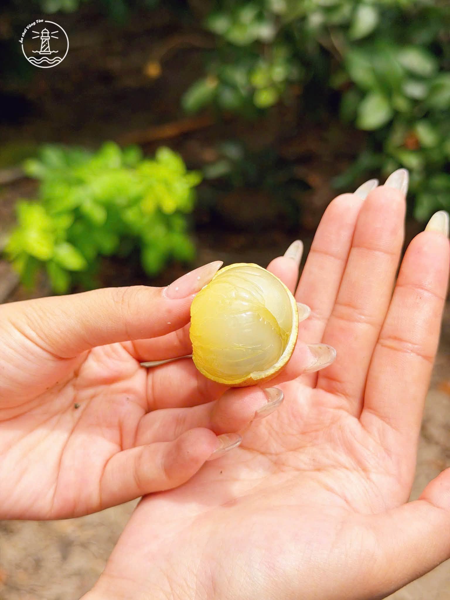Vườn Nhãn Bảy Thép