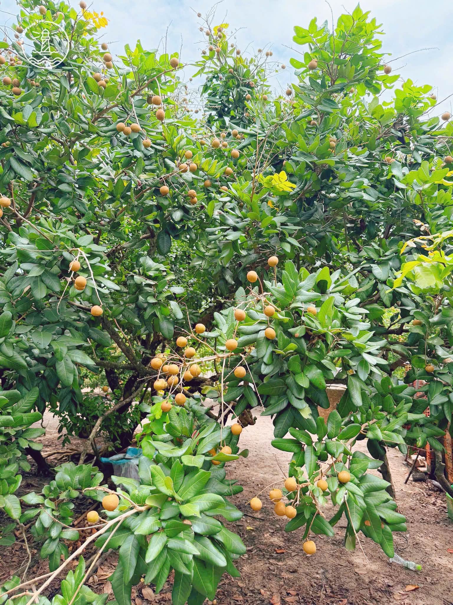 Vườn Nhãn Bảy Thép
